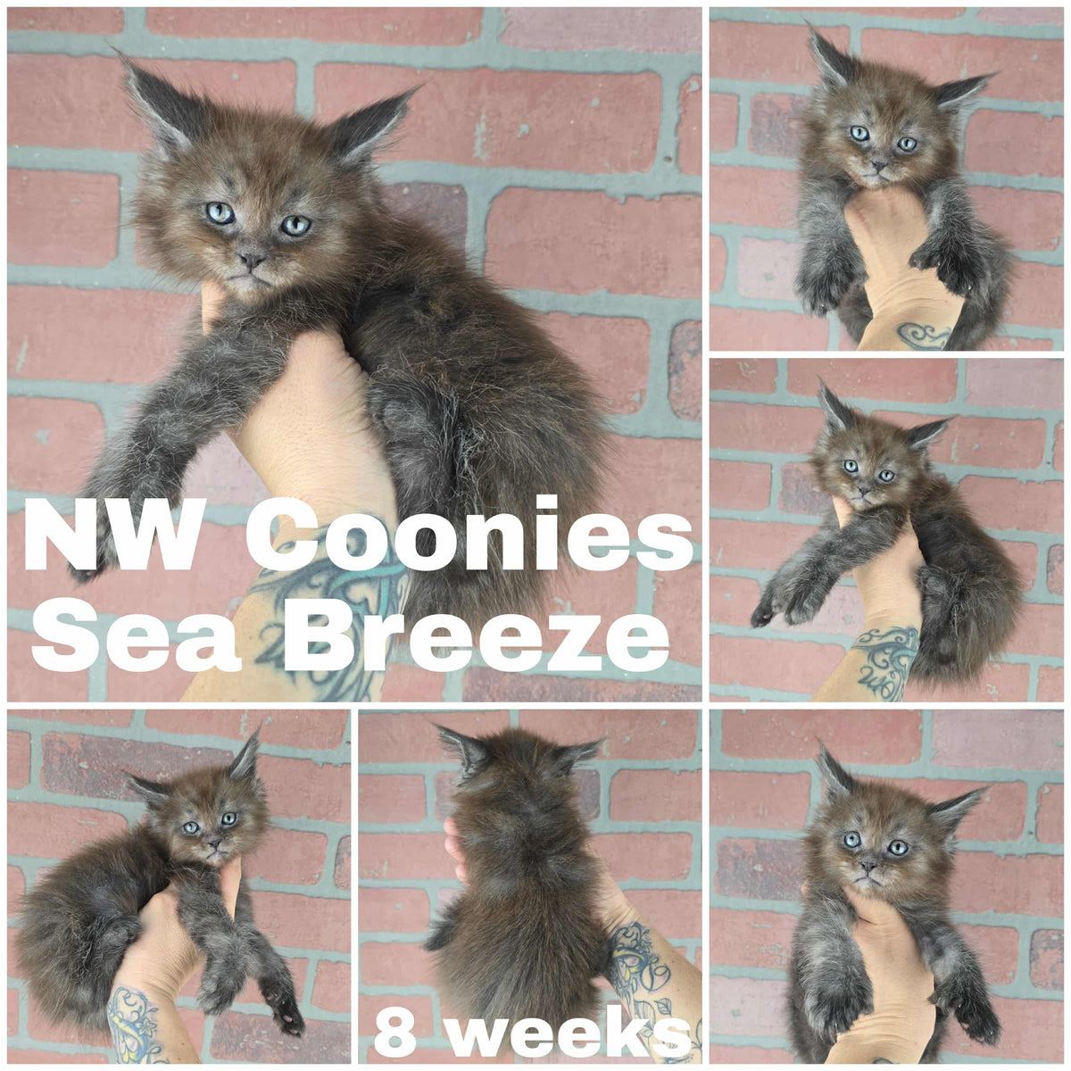 NW Coonies Sea Breeze