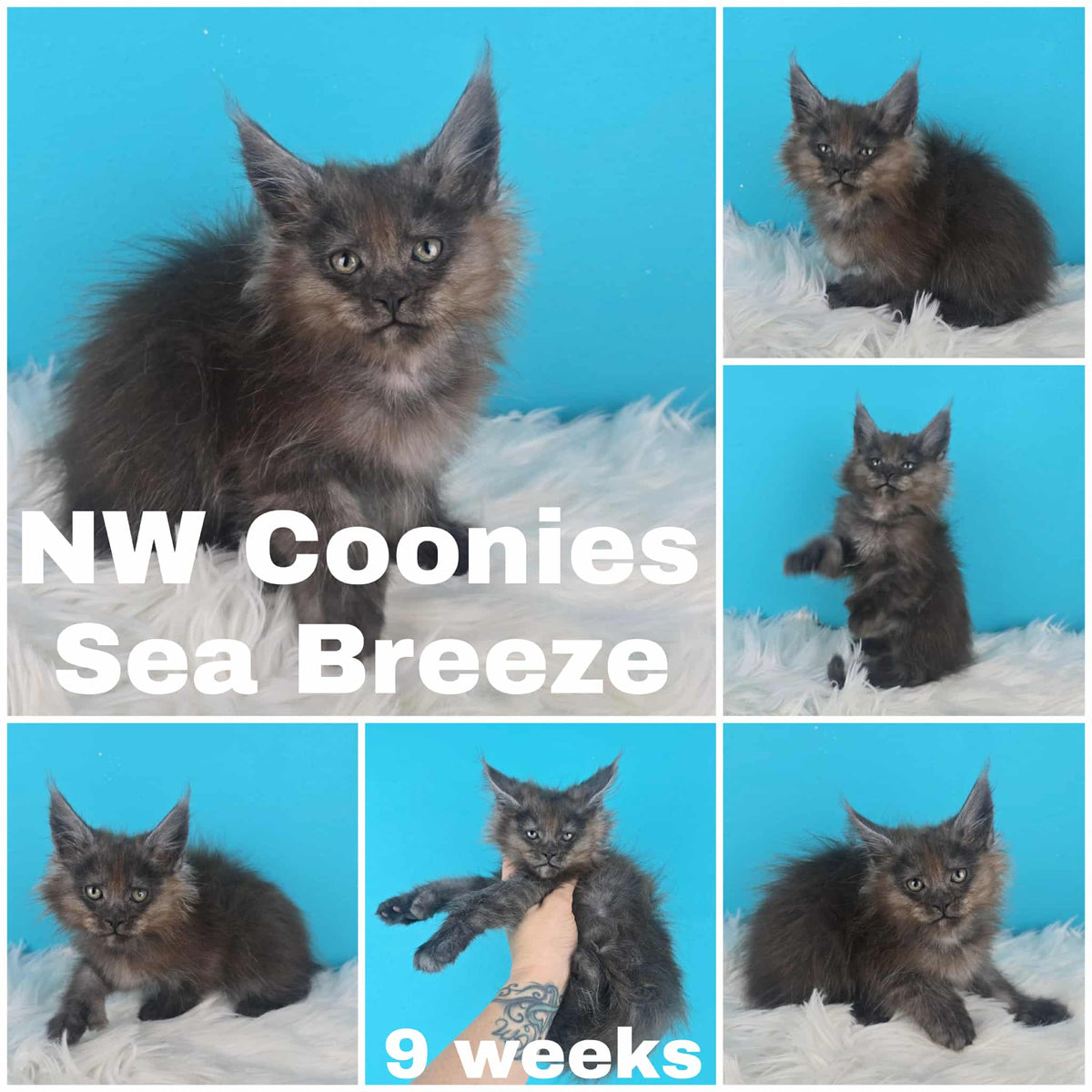 NW Coonies Sea Breeze