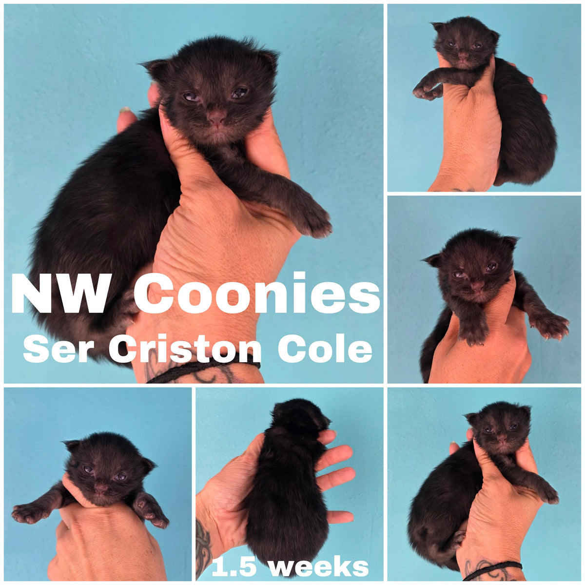 NW Coonies Ser Criston Cole