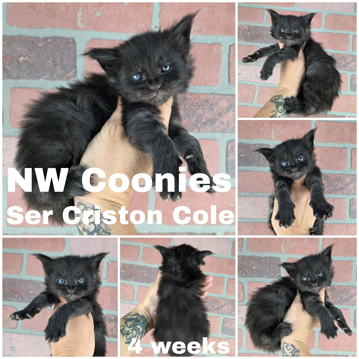 NW Coonies Ser Criston Cole