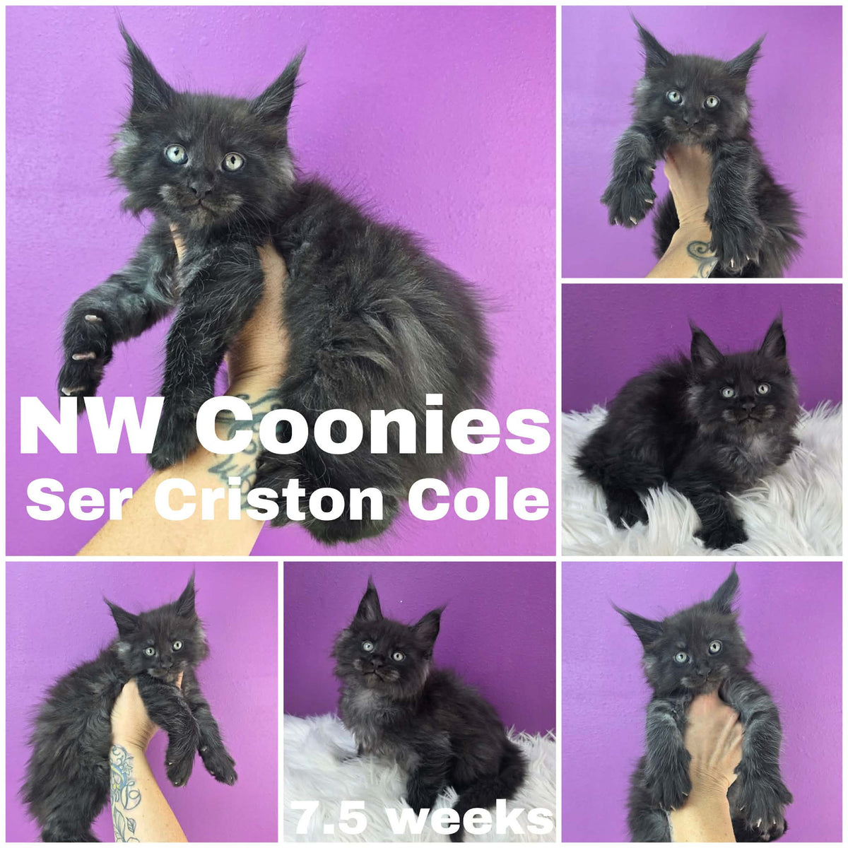 NW Coonies Ser Criston Cole