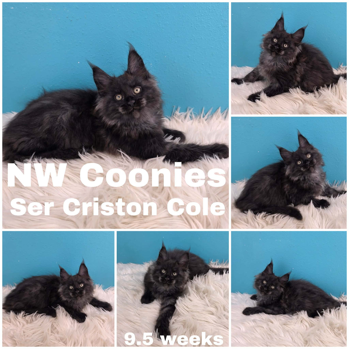 NW Coonies Ser Criston Cole