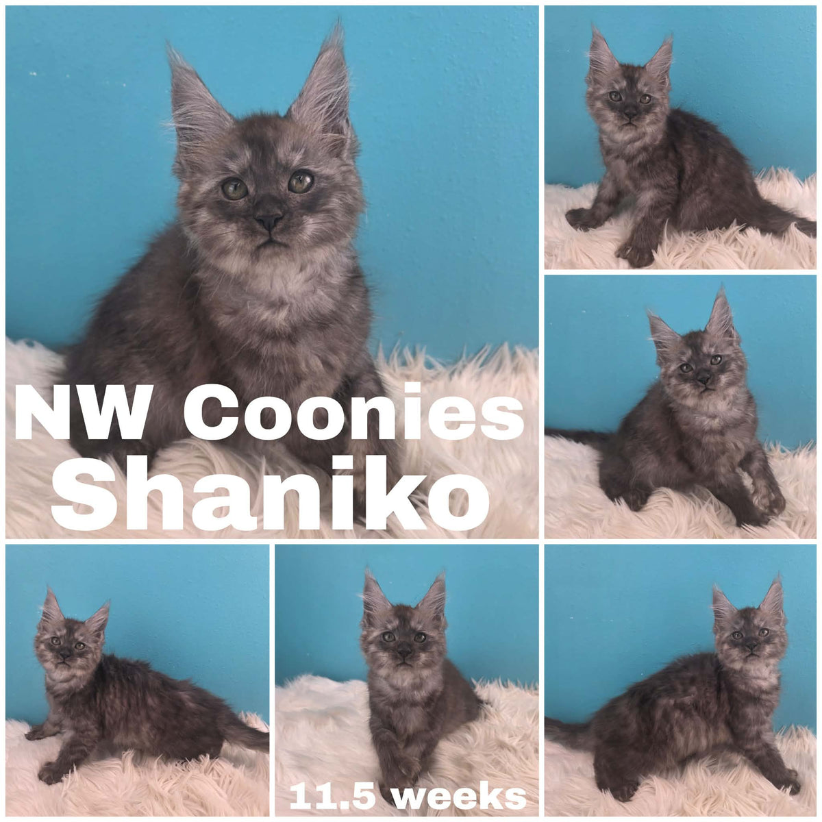 NW Coonies Shaniko
