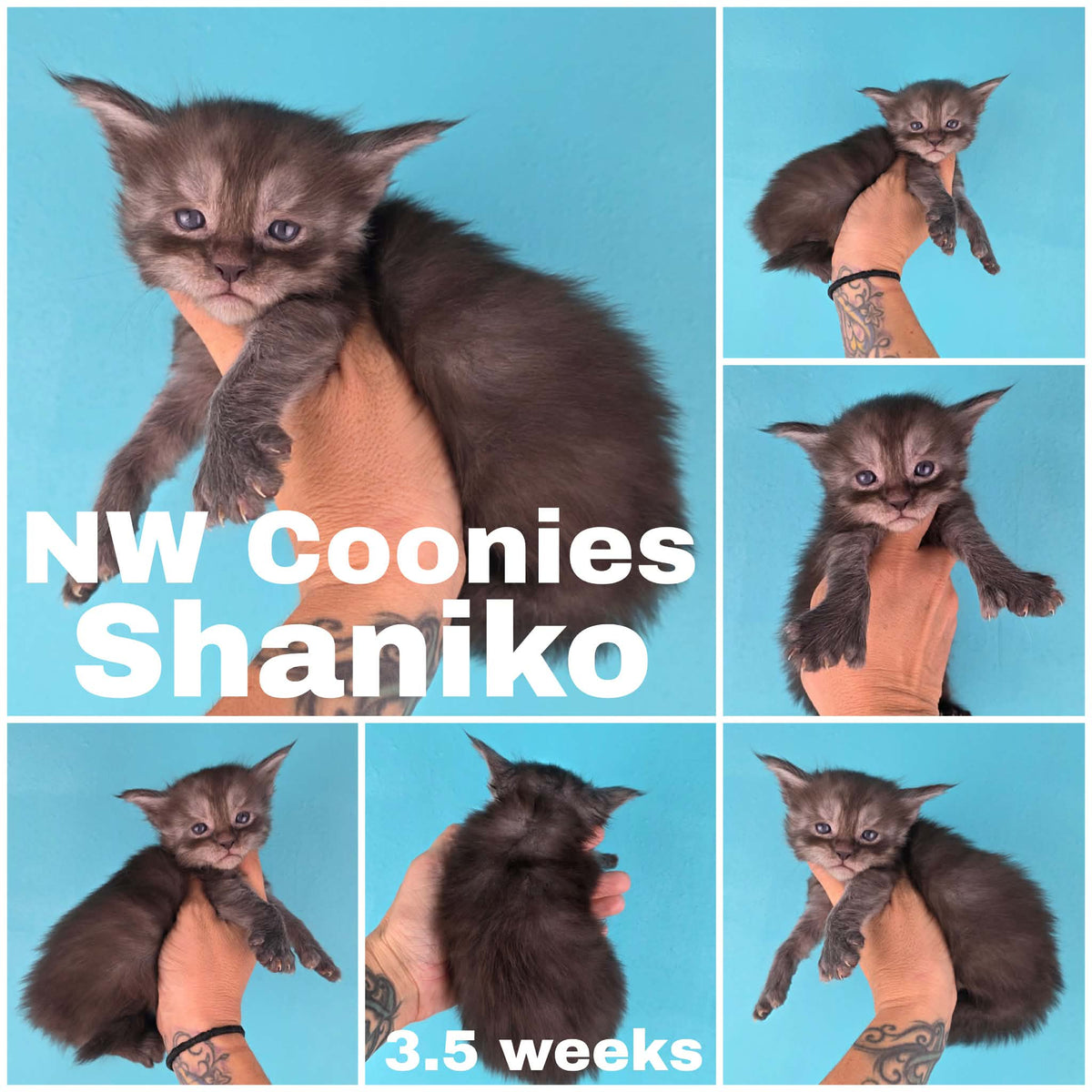 NW Coonies Shaniko