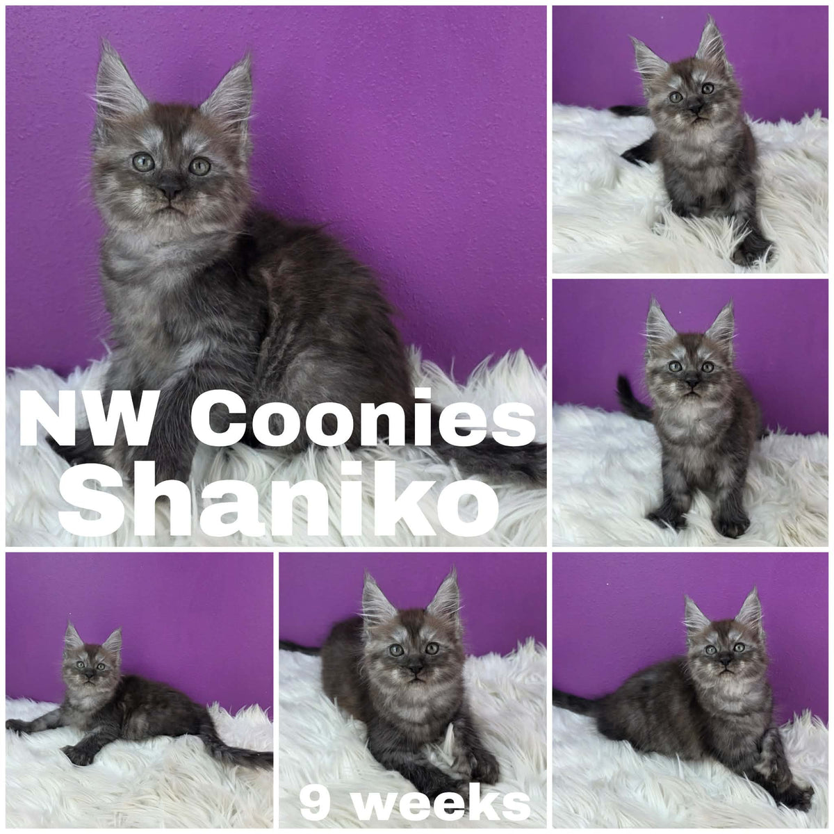 NW Coonies Shaniko