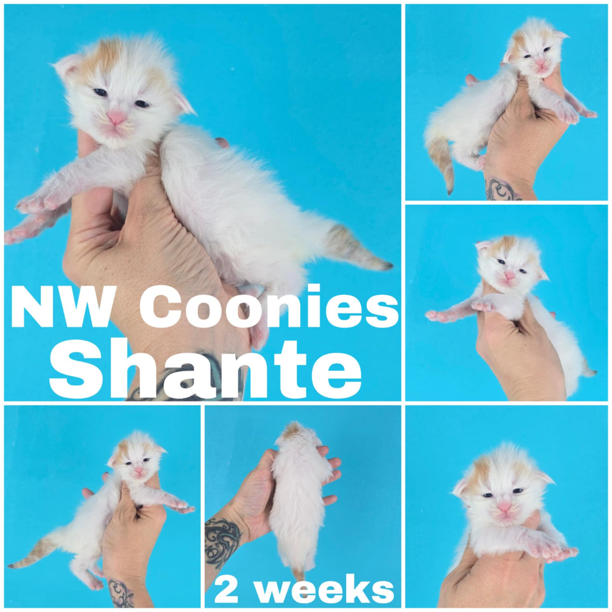 NW Coonies Shante