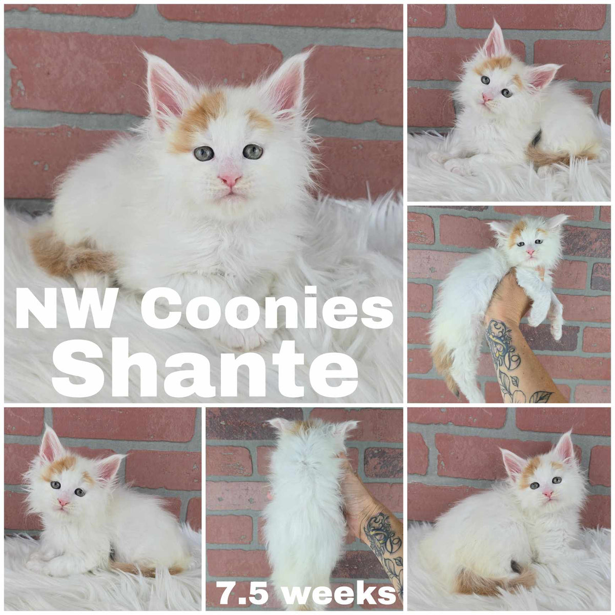 NW Coonies Shante
