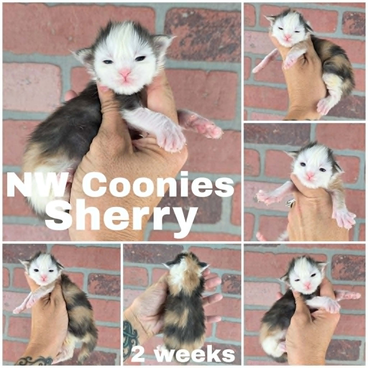 NW Coonies Sherry
