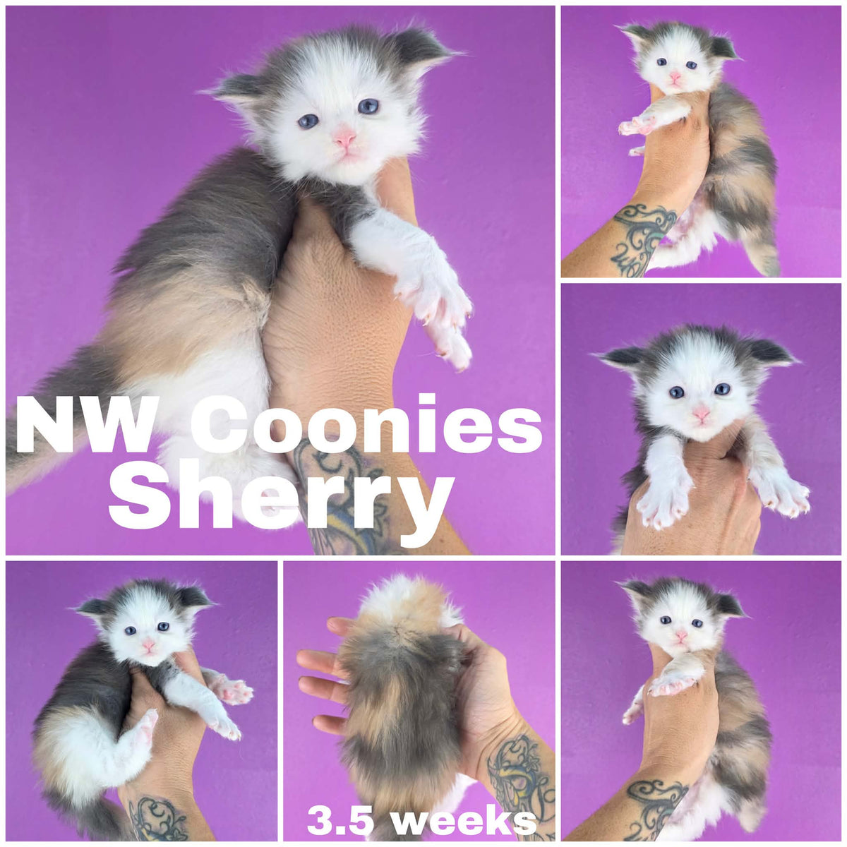 NW Coonies Sherry