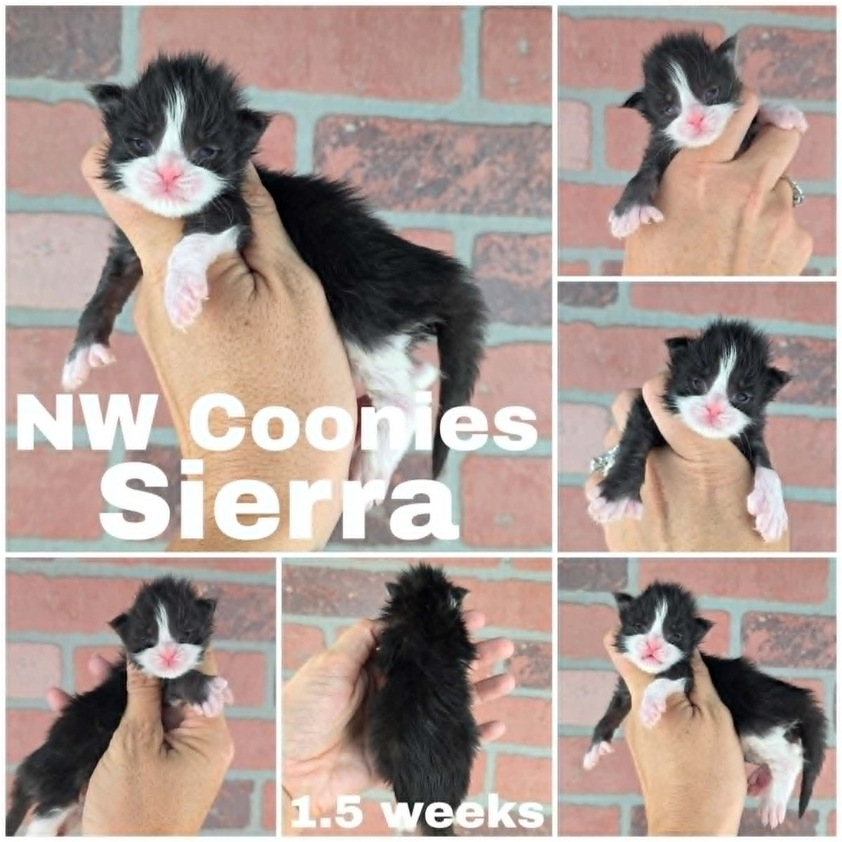 NW Coonies Sierra
