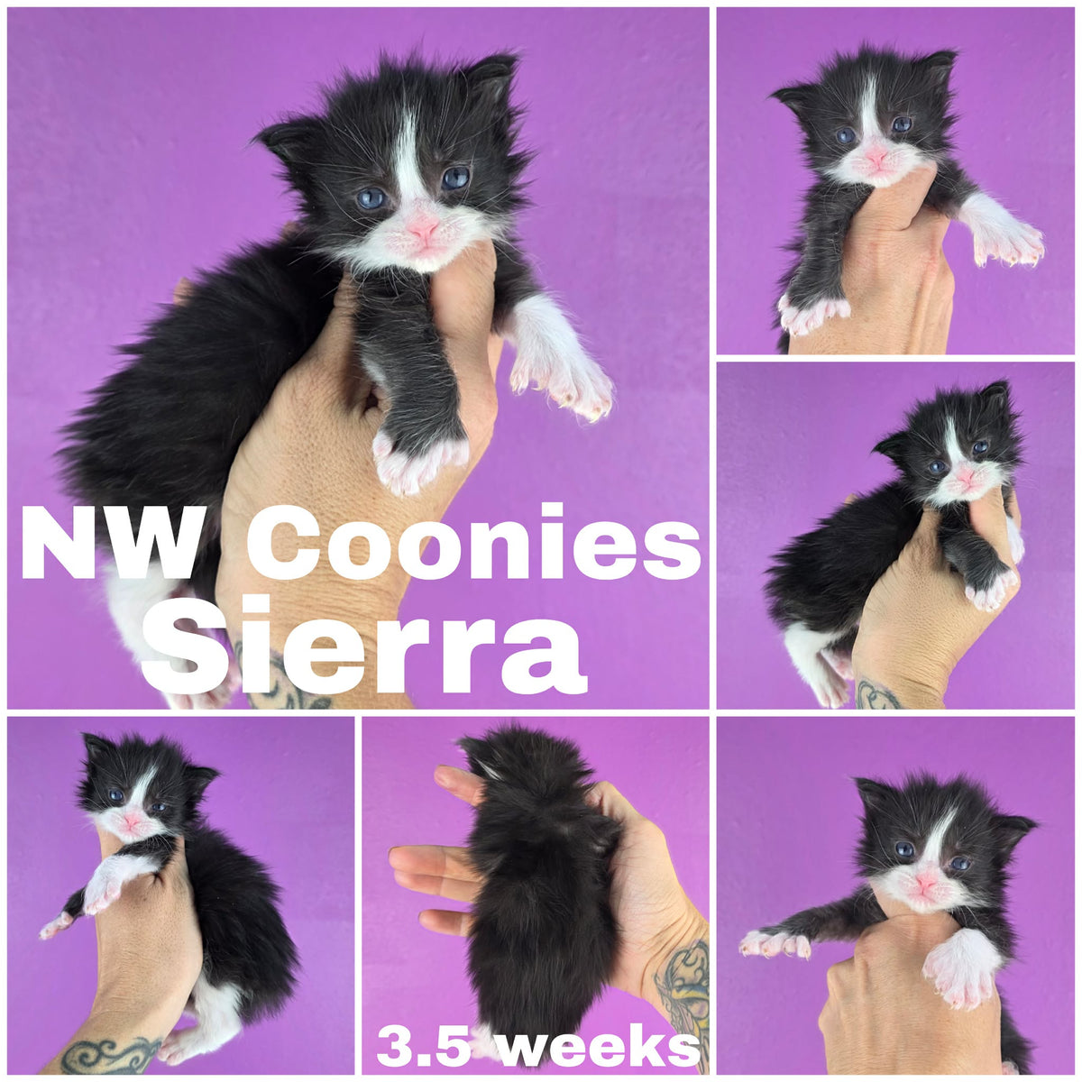 NW Coonies Sierra