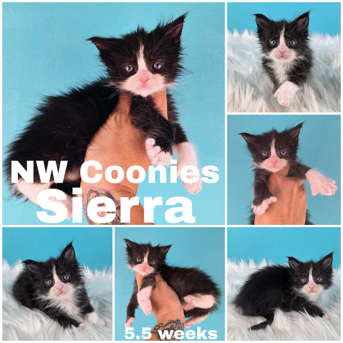 NW Coonies Sierra