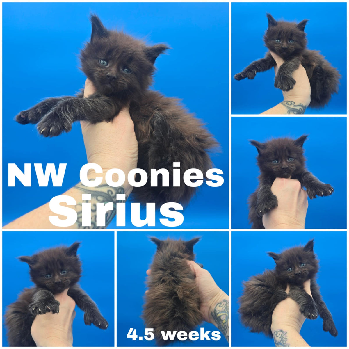 NW Coonies Sirius