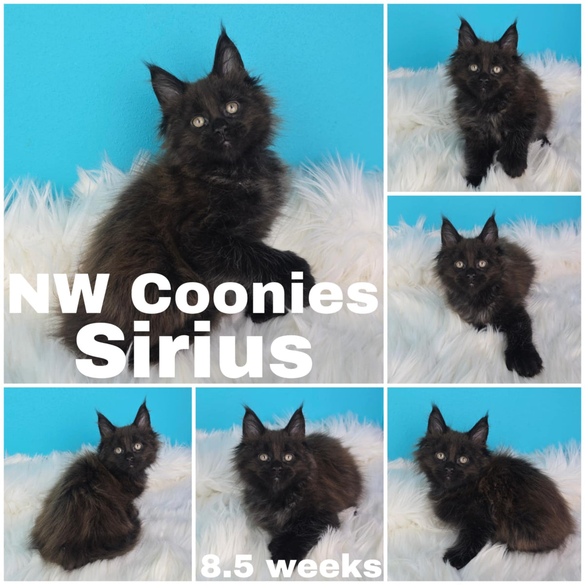 NW Coonies Sirius
