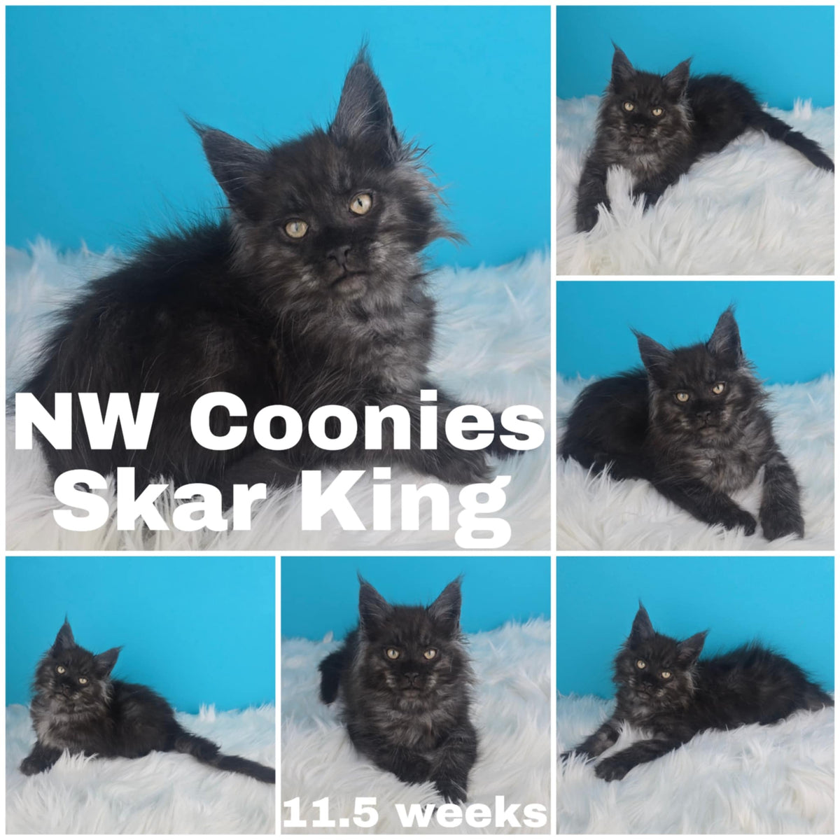 NW Coonies Skar King