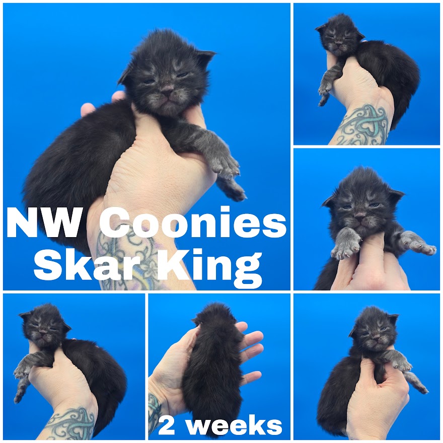 NW Coonies Skar King