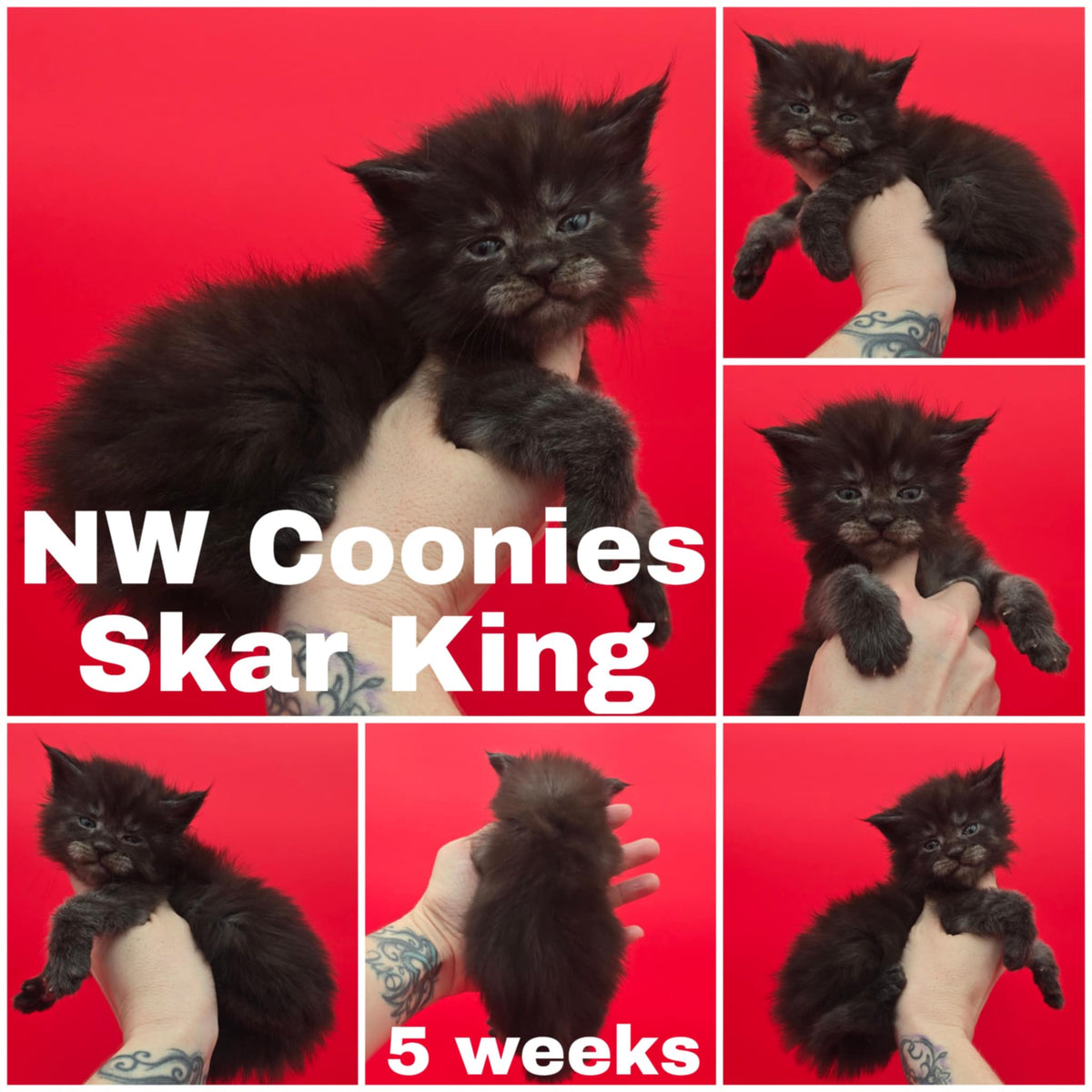 NW Coonies Skar King