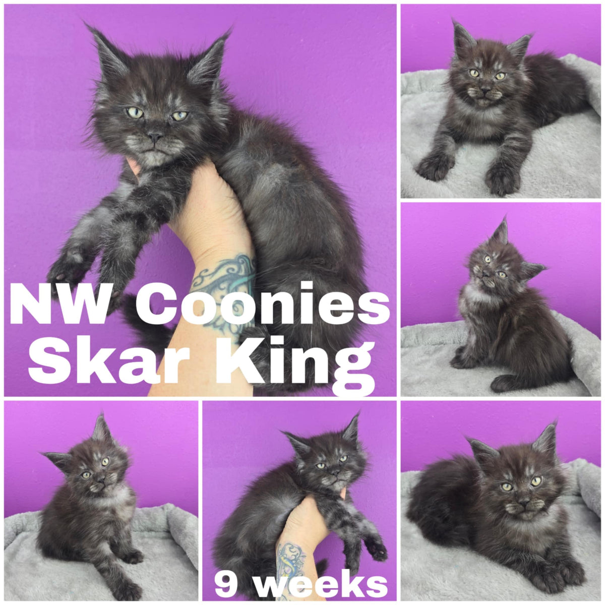 NW Coonies Skar King