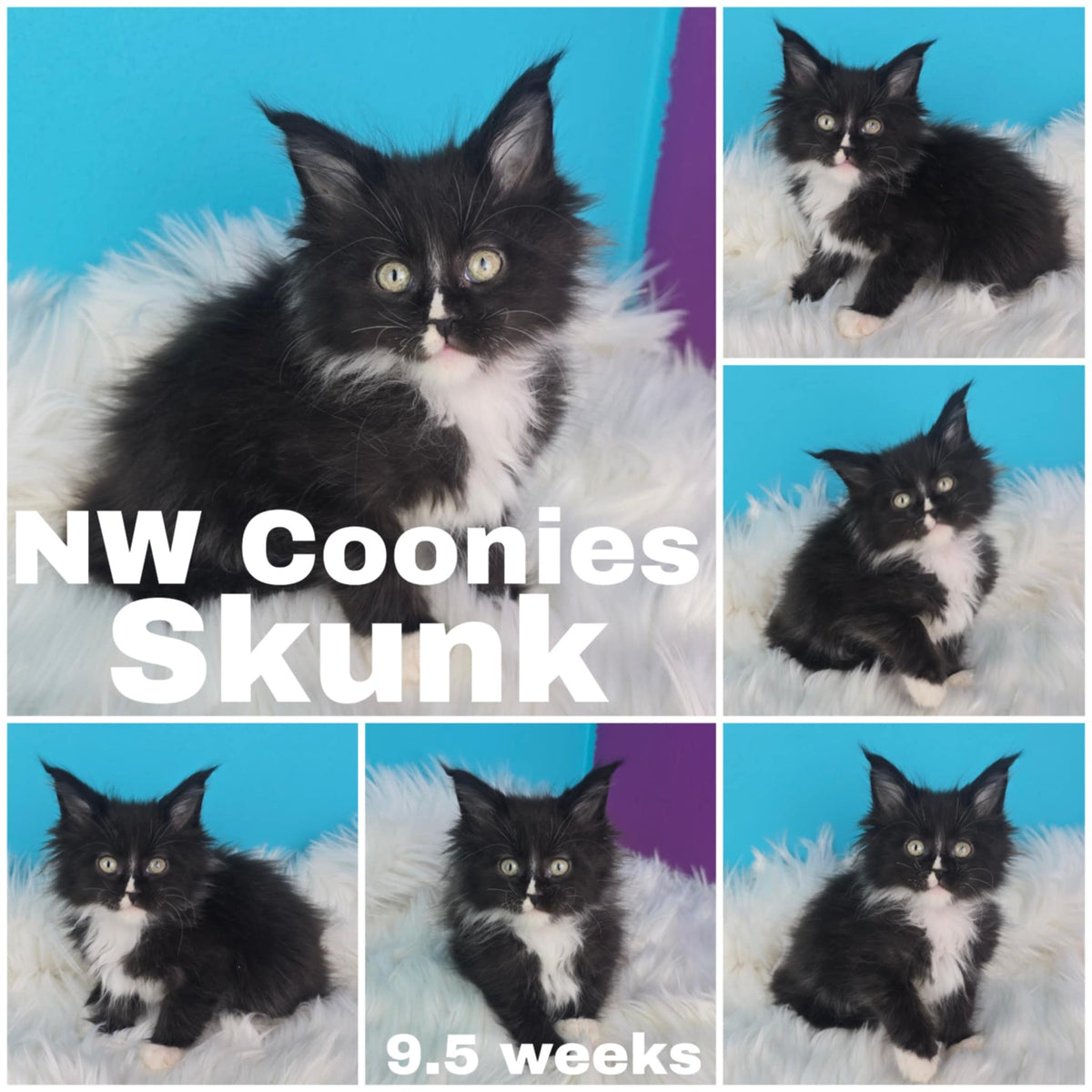 NW Coonies Skunk