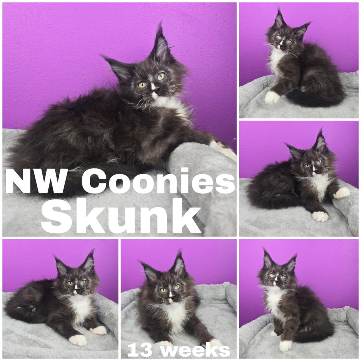 NW Coonies Skunk