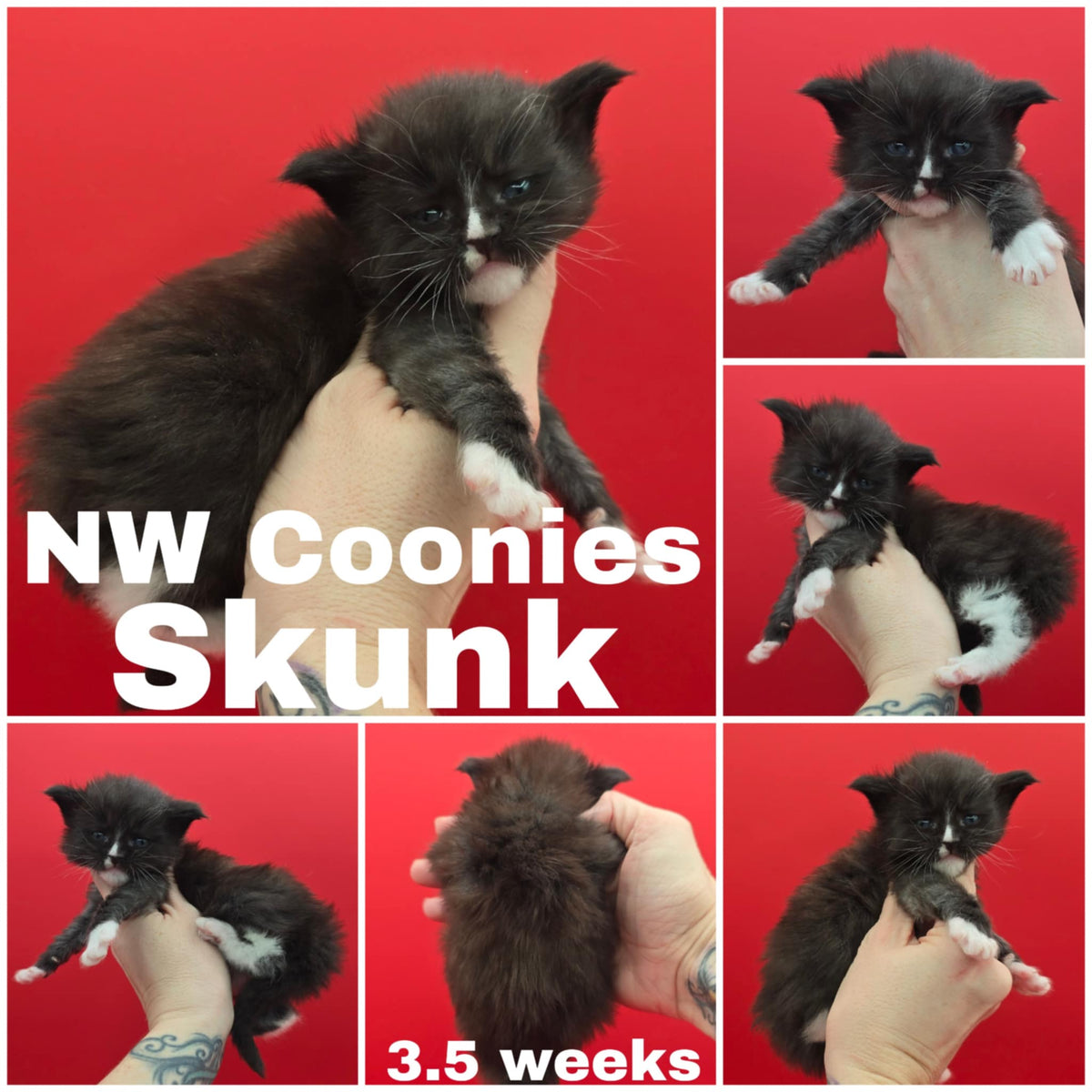 NW Coonies Skunk