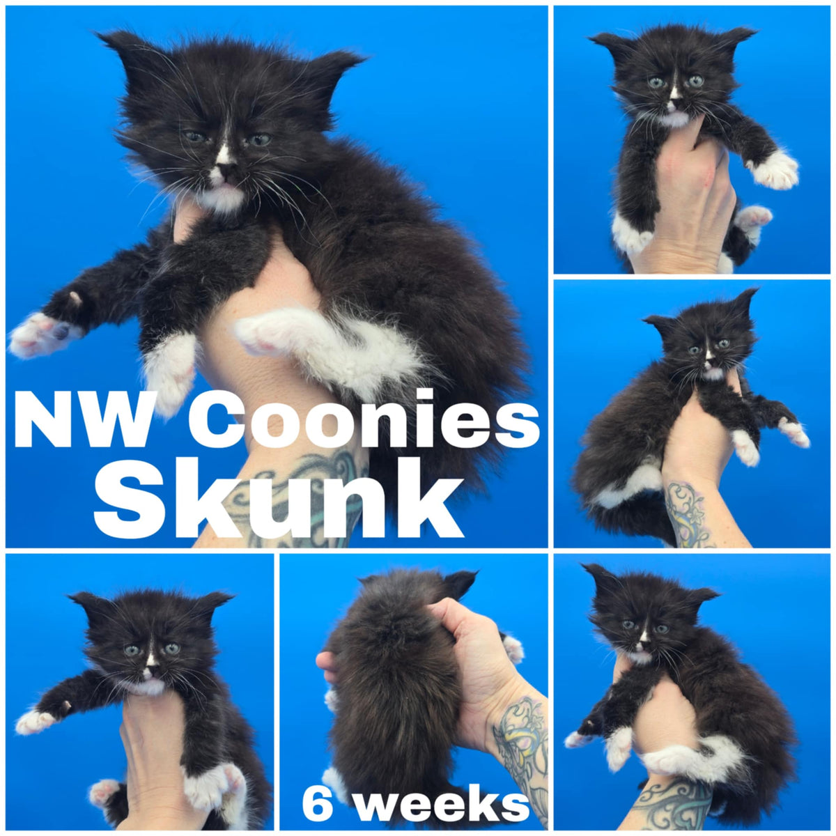 NW Coonies Skunk