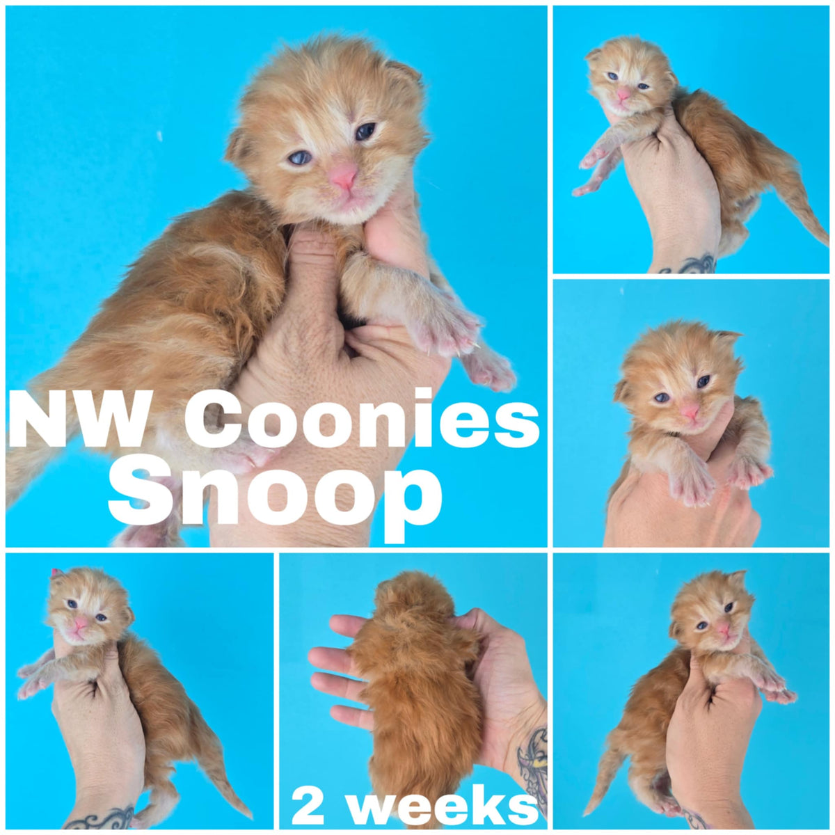 NW Coonies Snoop