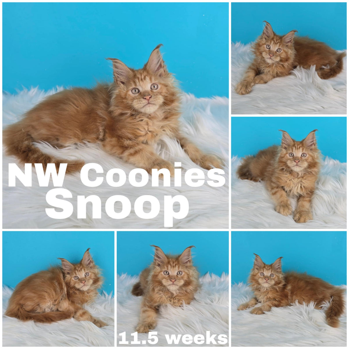 NW Coonies Snoop