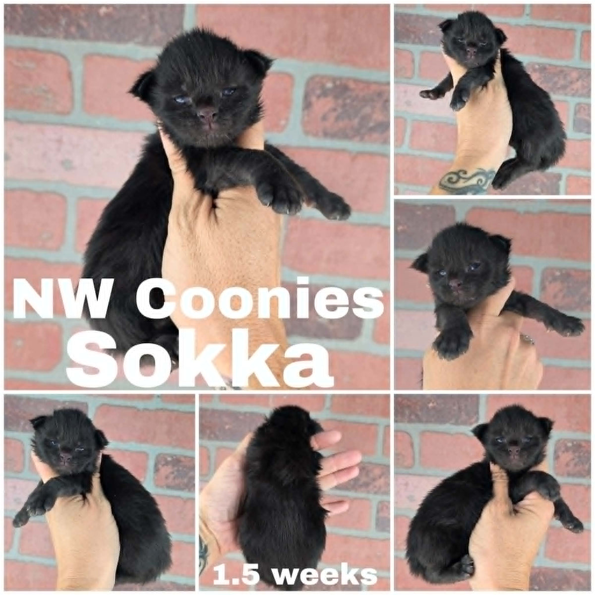 NW Coonies Sokka