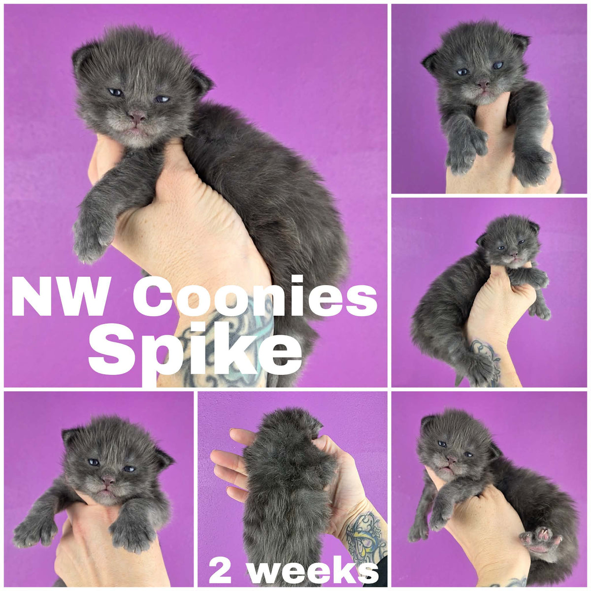 NW Coonies Spike