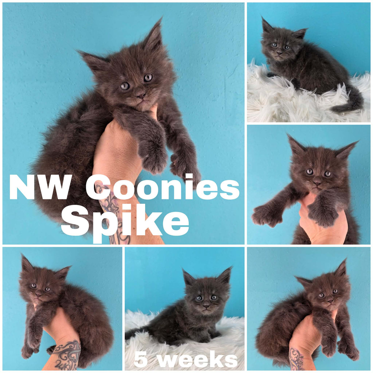 NW Coonies Spike