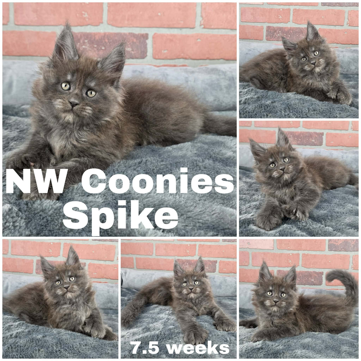 NW Coonies Spike