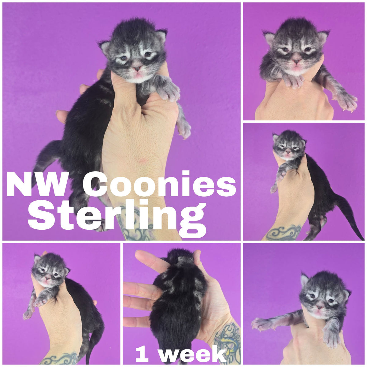 NW Coonies Sterling