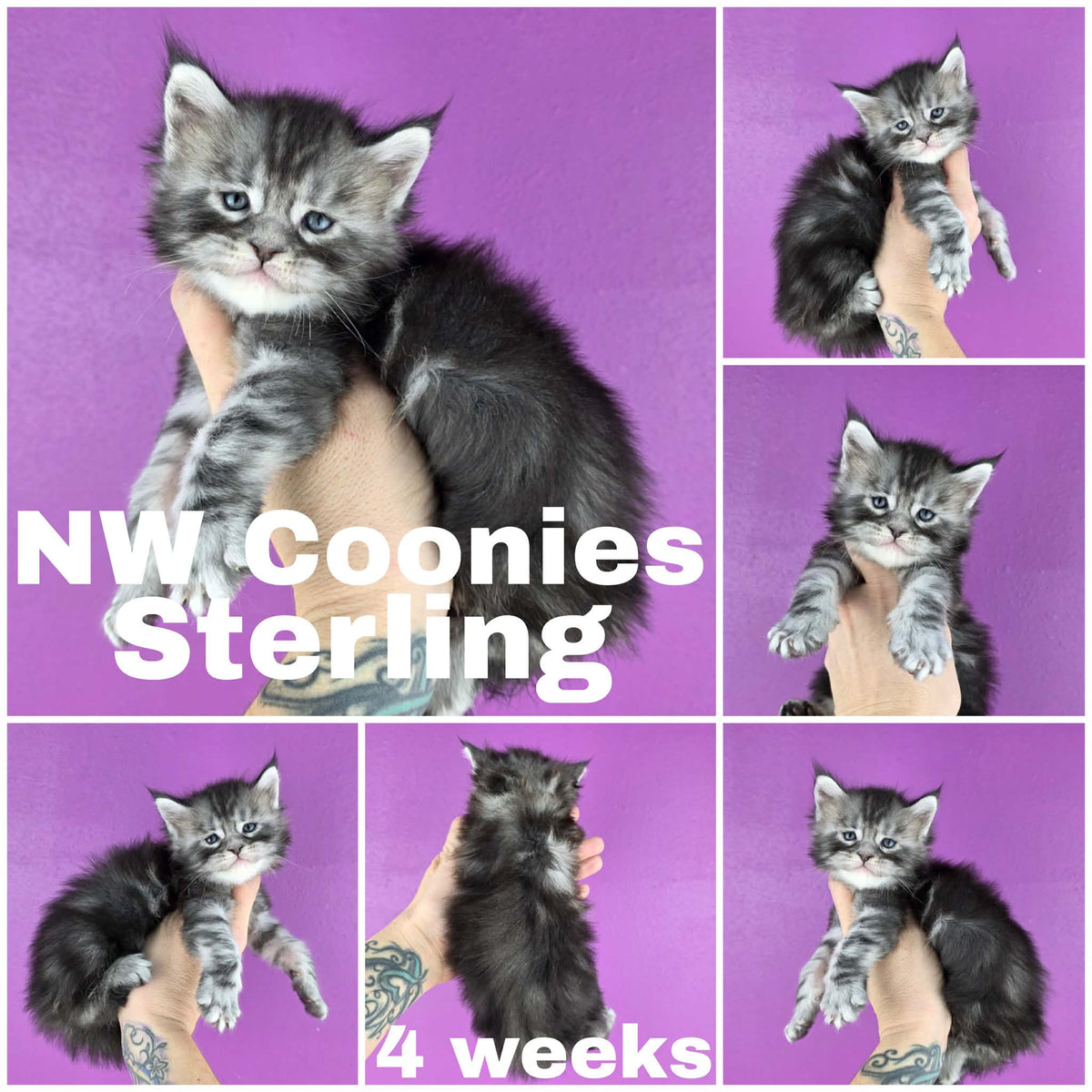 NW Coonies Sterling
