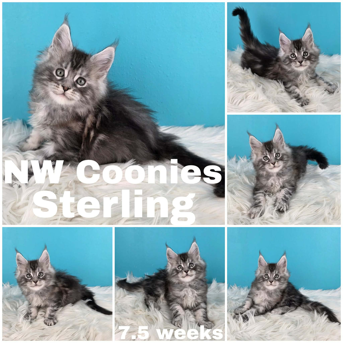 NW Coonies Sterling
