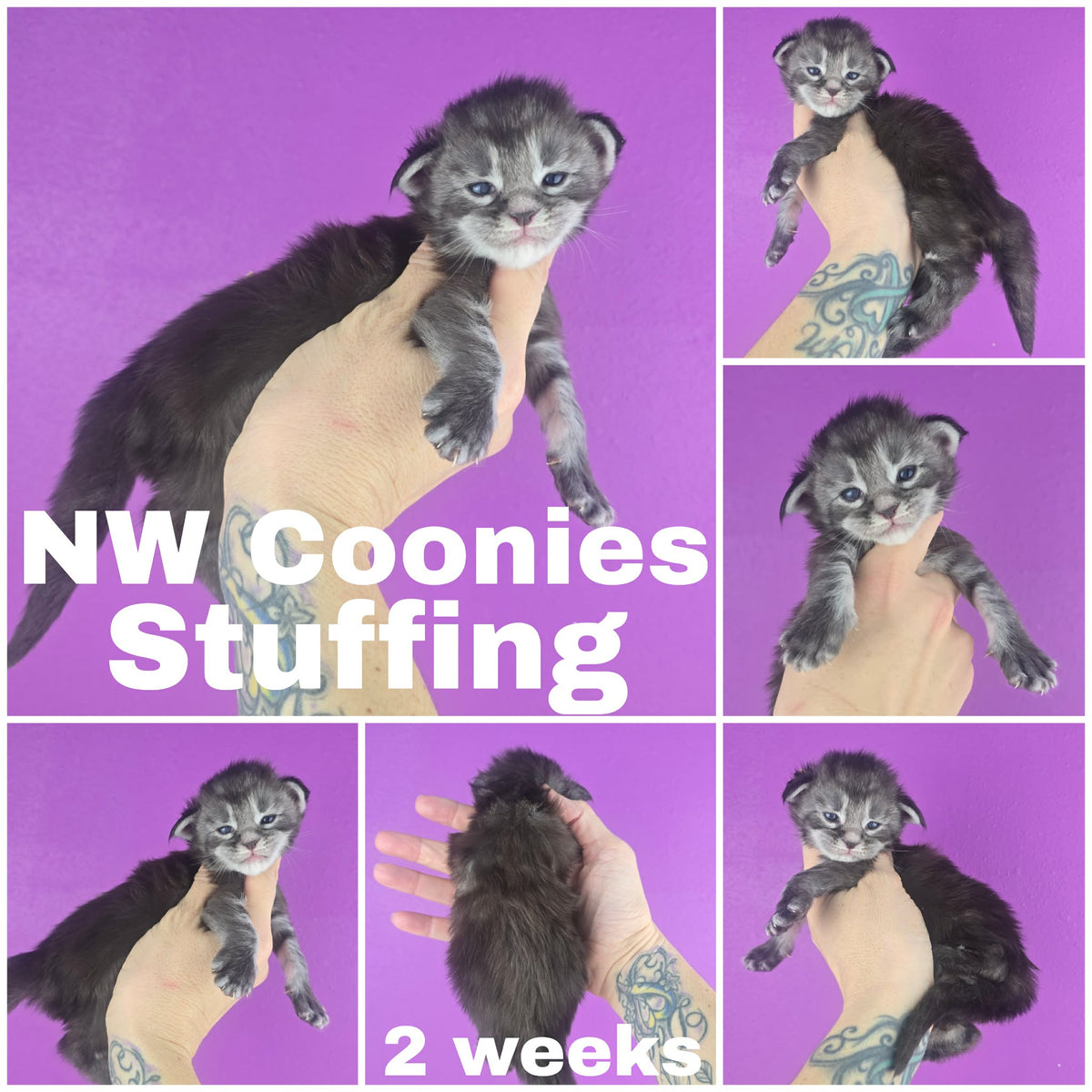 NW Coonies Stuffing