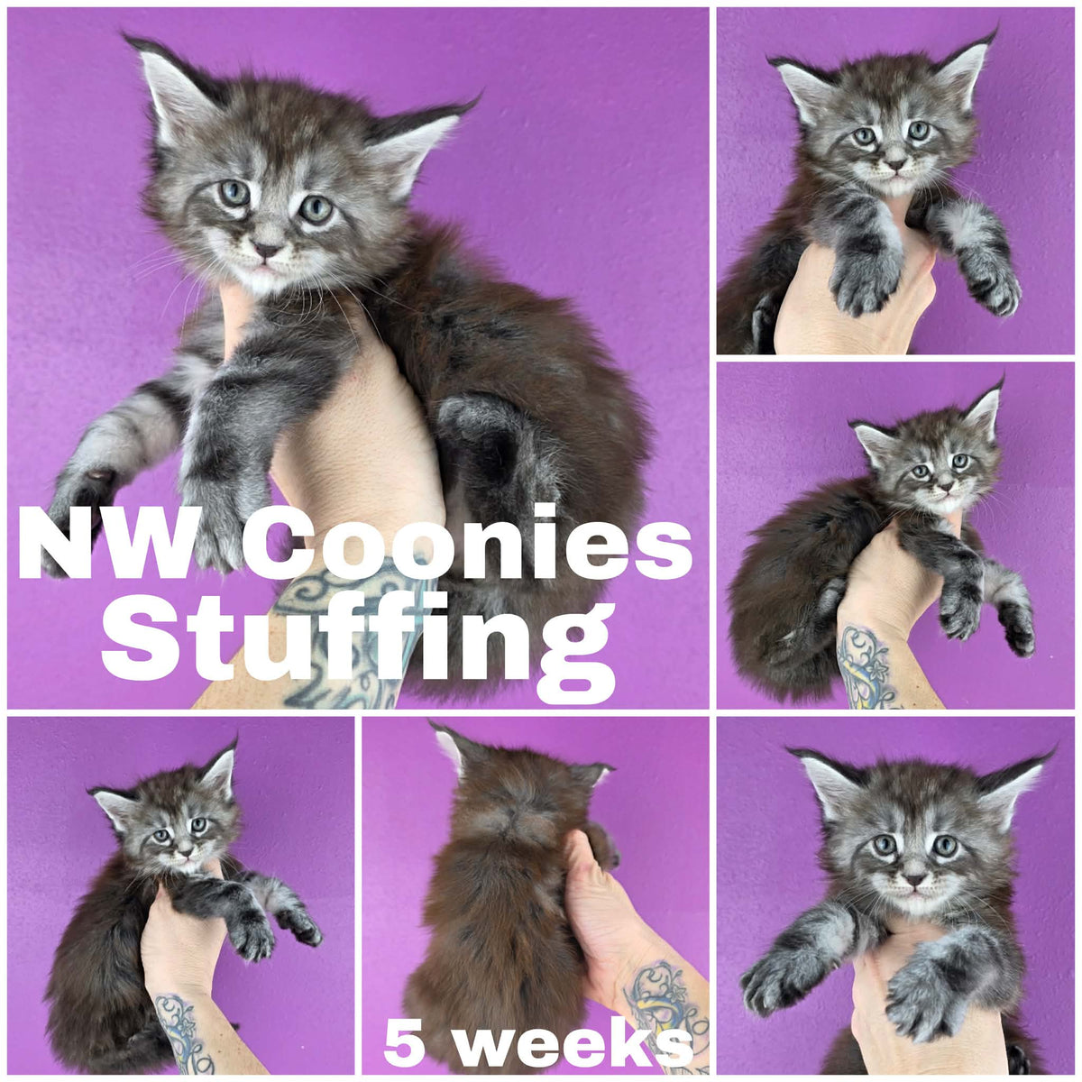 NW Coonies Stuffing