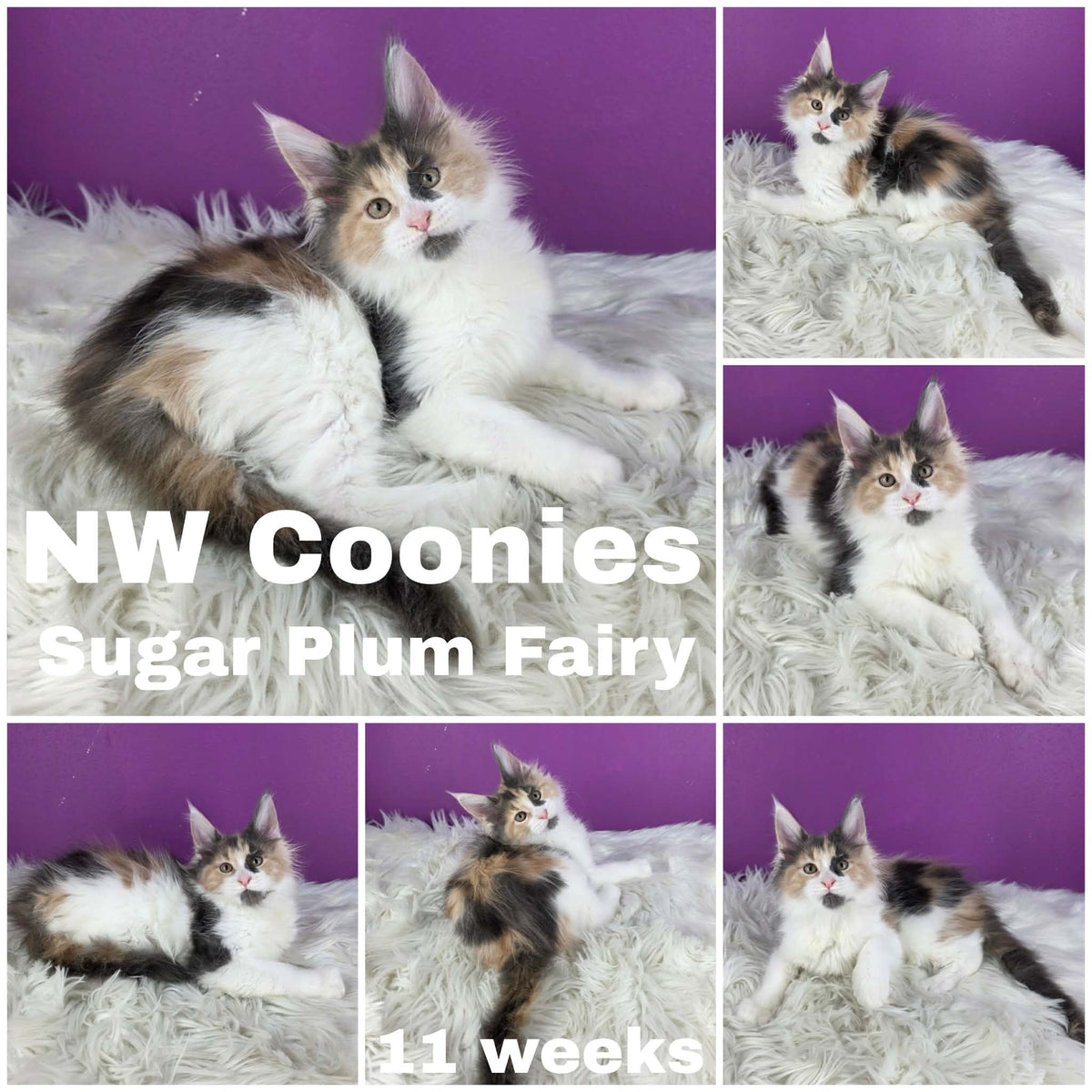 NW Coonies Sugar Plum Fairy
