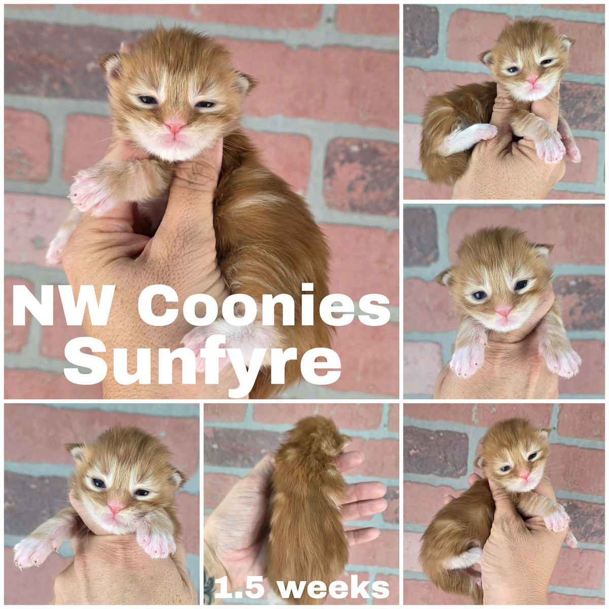 NW Coonies Sunfyre