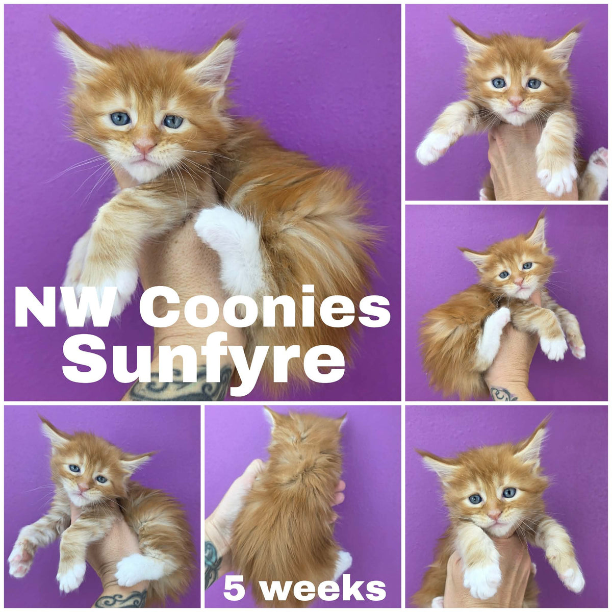 NW Coonies Sunfyre