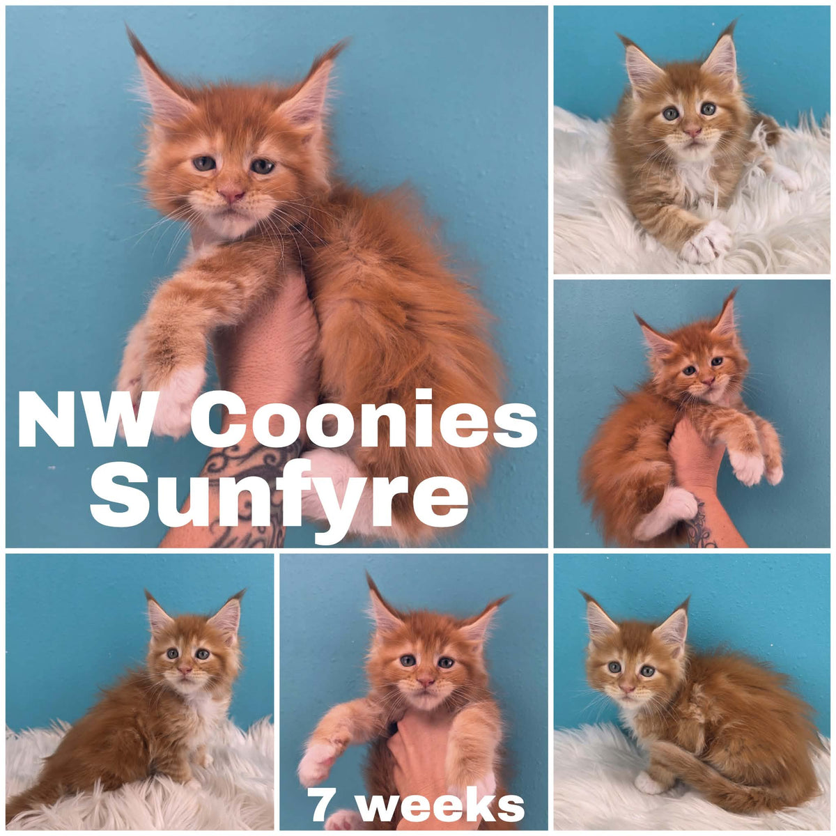 NW Coonies Sunfyre