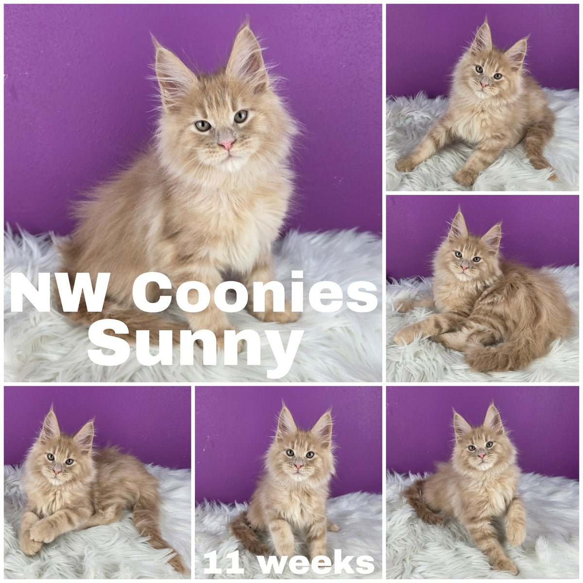 NW Coonies Sunny