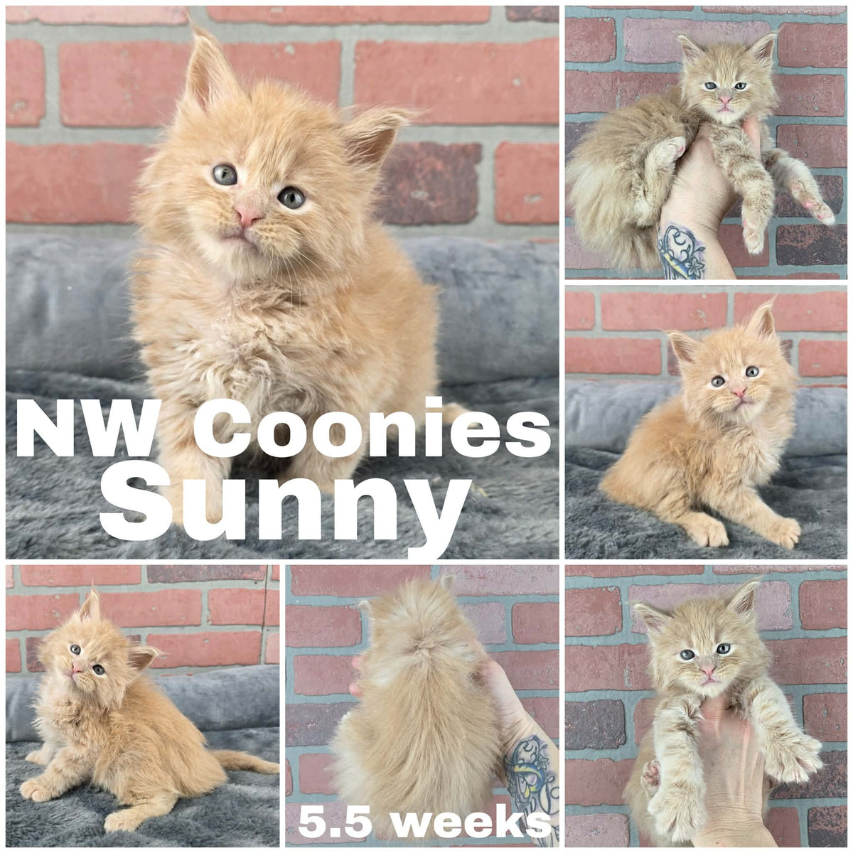 NW Coonies Sunny