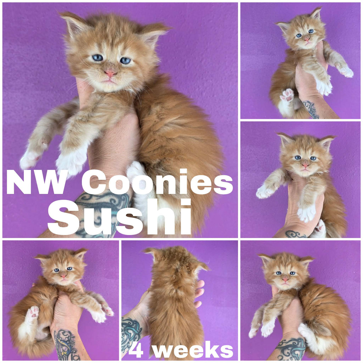 NW Coonies Sushi