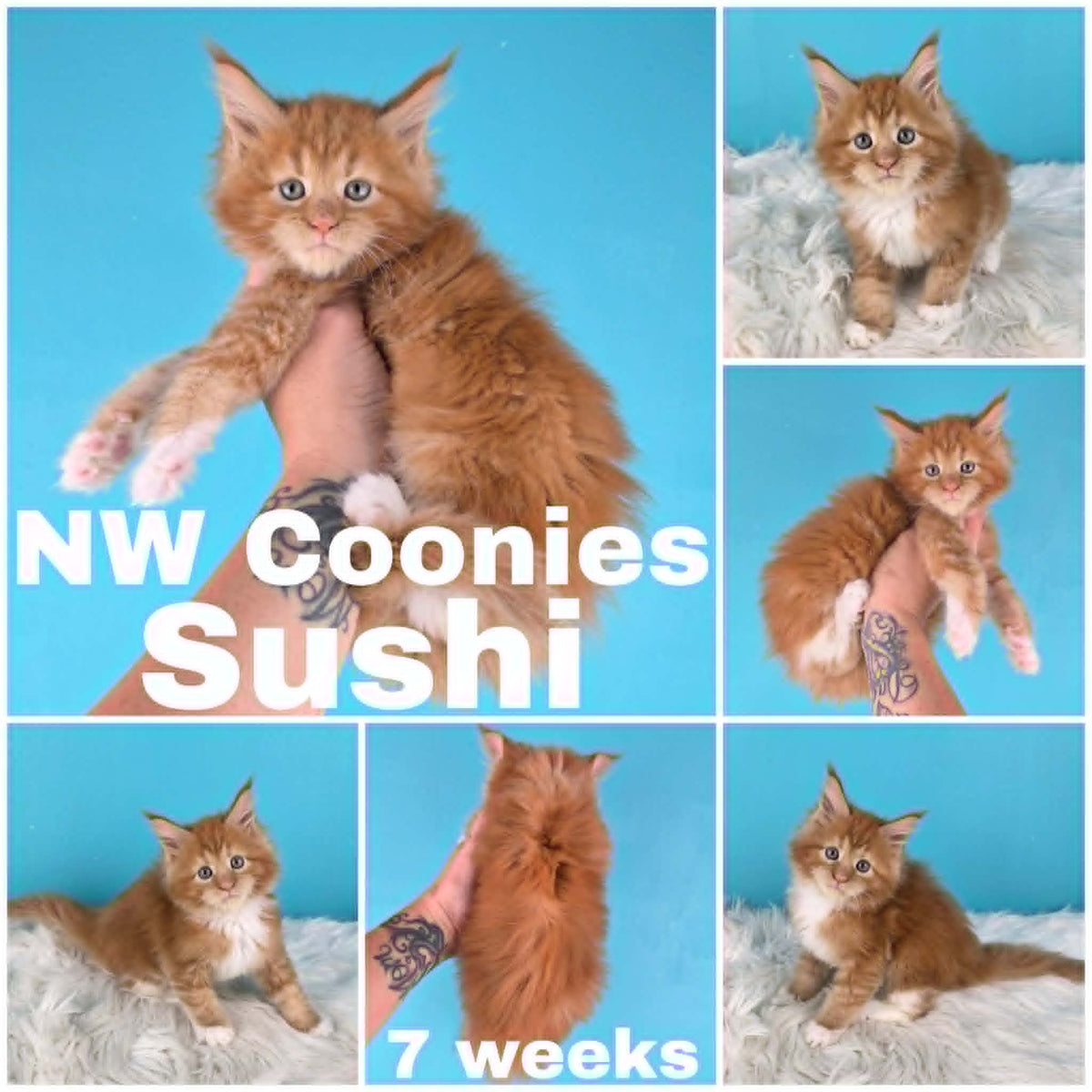 NW Coonies Sushi