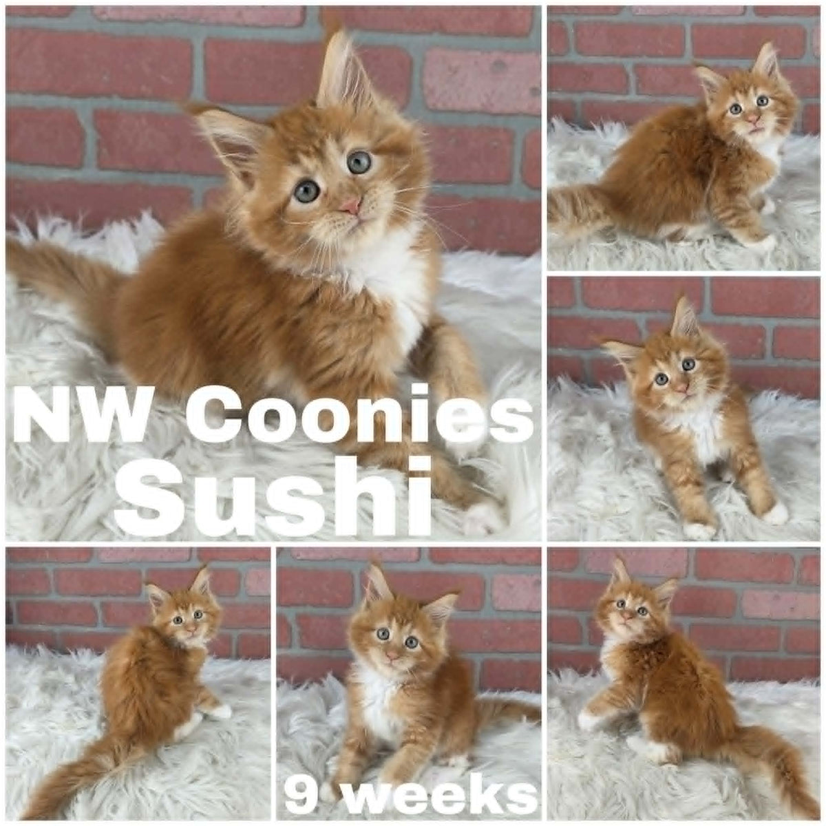 NW Coonies Sushi