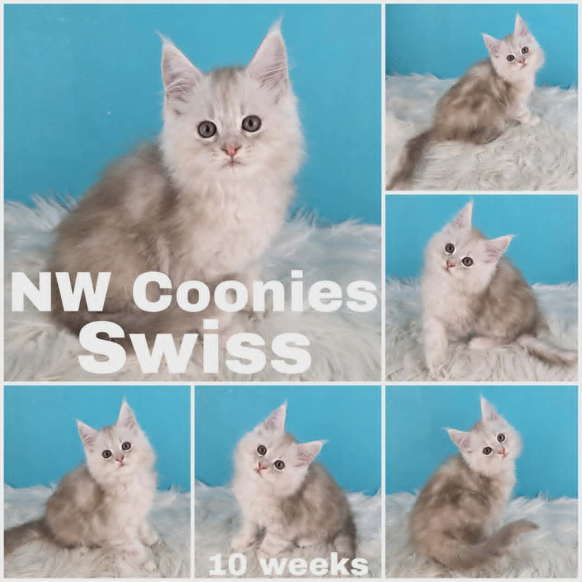 NW Coonies Swiss