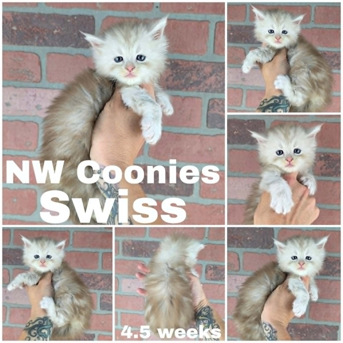 NW Coonies Swiss