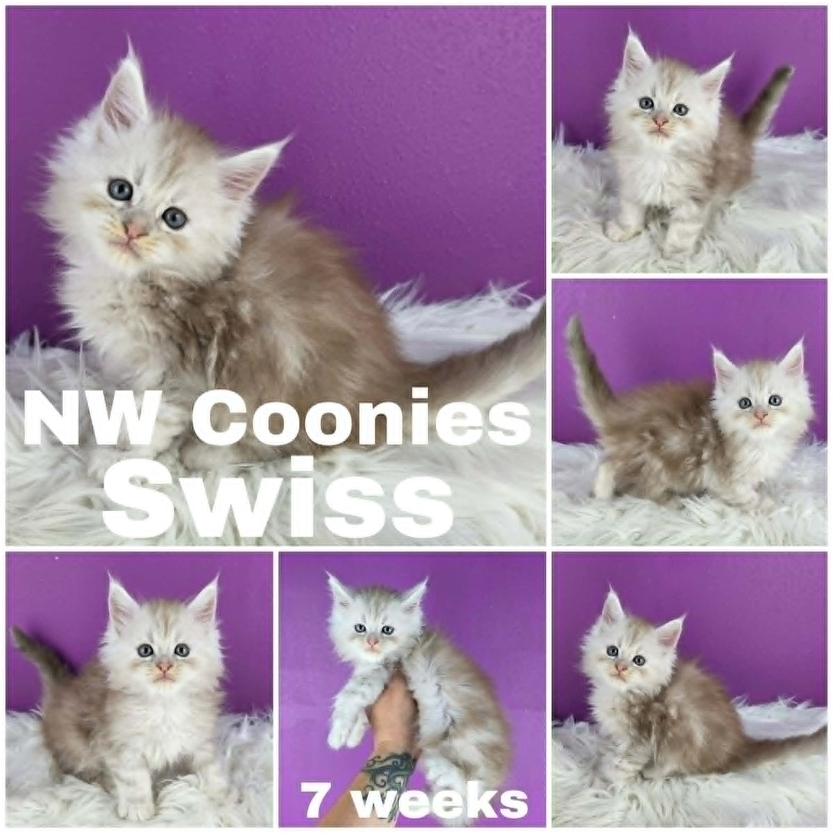 NW Coonies Swiss