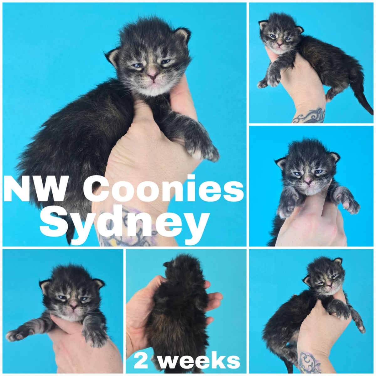 NW Coonies Sydney